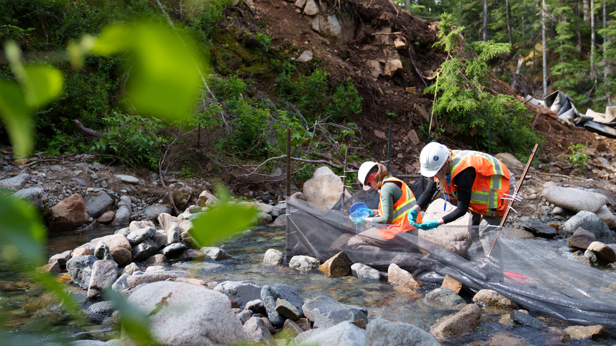 Coastal GasLink Biologists jump at the opportunity to salvage unique