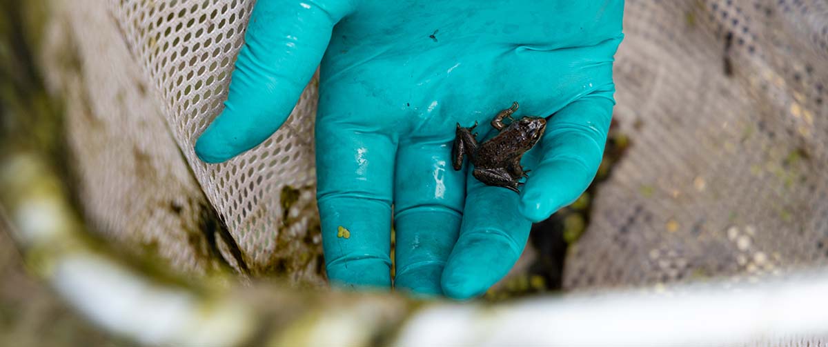 Meet Coastal GasLink’s Amphibian friends